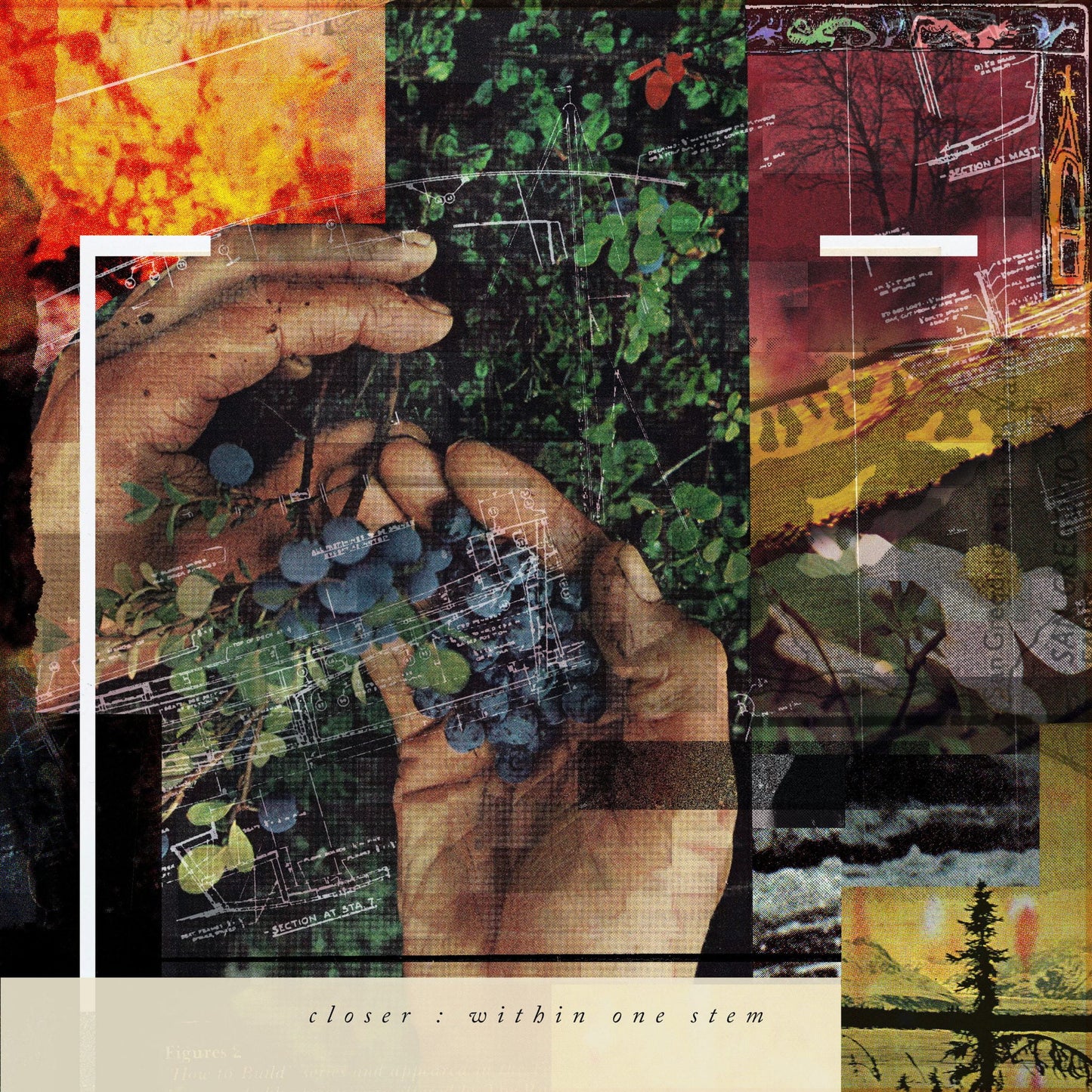 Closer "Within One Stem"